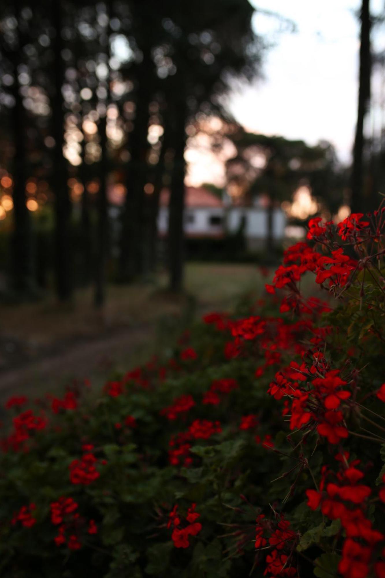 Lugar Da Pedra Alta - B&B - Private Historical Villa Melo エクステリア 写真